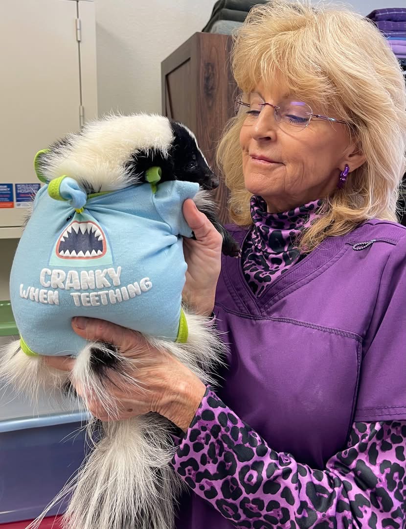 Dr. Billiar and skunk