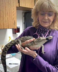 Dr. Billiar & Alligator 