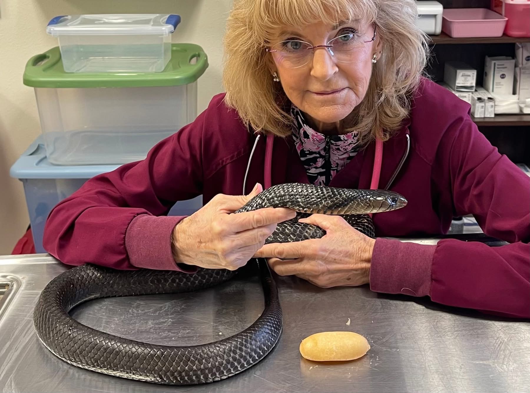 Dr. Billiar and snake